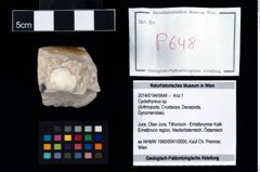 Foto (Objekt + Etikett) von Cyclothyreus sp.  (NHMW-GEO-2014-0194-0648)